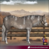 Horse Color:Powder White White Spotted Silver Smoky Grullo Brindle 