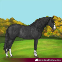 Horse Color:Black Varnish Rabicano 