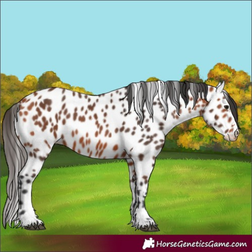 Horse Color:Bay Leopard