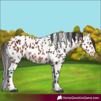Horse Color:Bay Leopard 