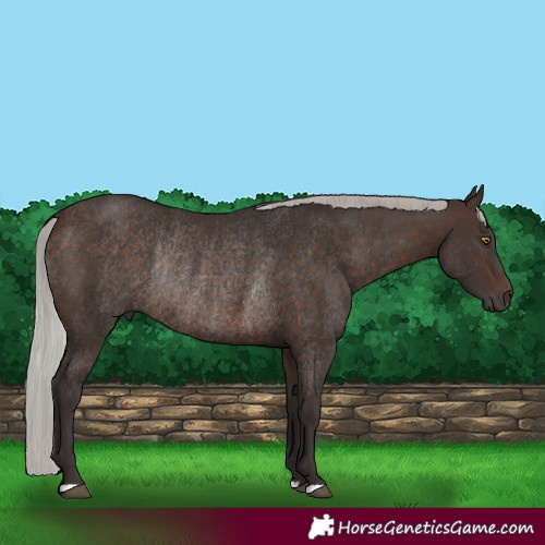 Horse Color:Silver Brown Rabicano 