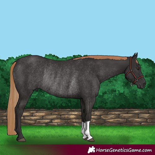 Horse Color:Liver Chestnut Rabicano