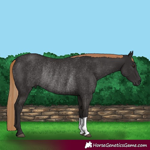 Horse Color:Liver Chestnut Rabicano 