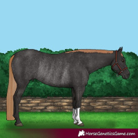 Horse Color:Liver Chestnut Rabicano