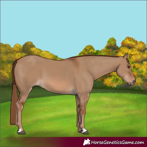 Horse Color:Red Dun 
