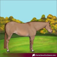 Horse Color:Red Dun 