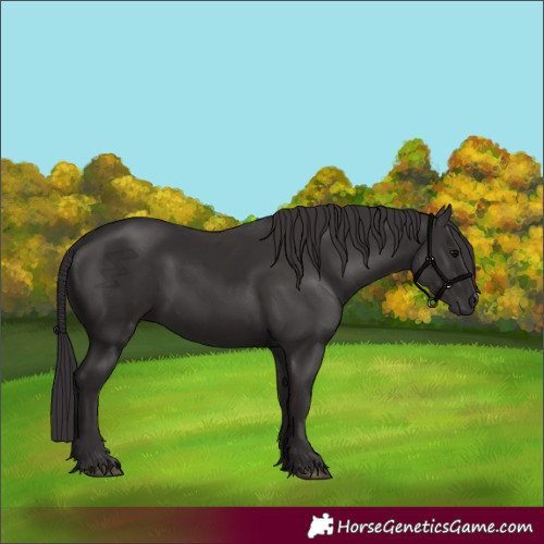 Horse Color:Smoky Black