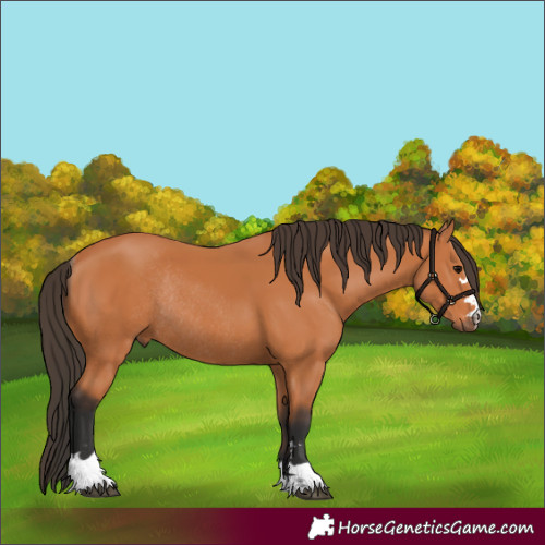 Horse Color:Bay Rabicano 