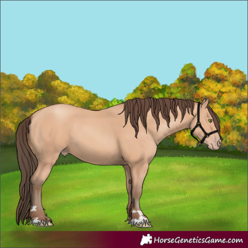 Horse Color:Amber Champagne 
