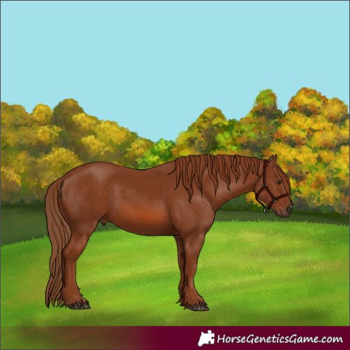 Horse Color:Chestnut 