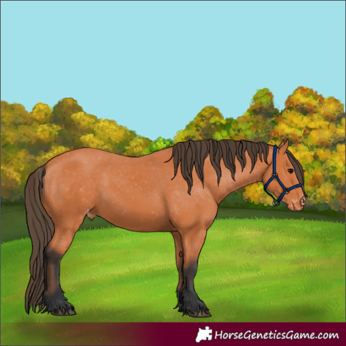 Horse Color:Bay Appaloosa 