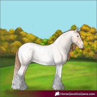 Horse Color:Gold Champagne Roan Dun Splash Tobiano Frame Appaloosa Rabicano