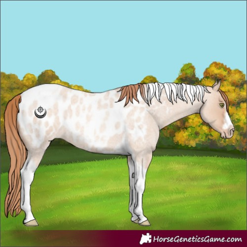 Horse Color:Gold Champagne Roan Dun Splash Tobiano Frame Near Leopard Rabicano