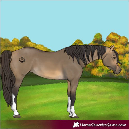 Horse Color:Buckskin Dun Tobiano