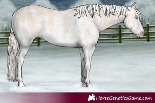 Horse Color:Cremello Sabino  and Cremello Sabino Splash 