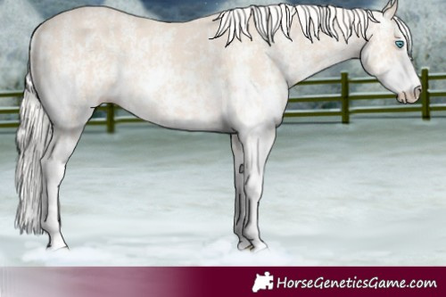 Horse Color:Cremello Sabino  and Cremello Sabino Rabicano 