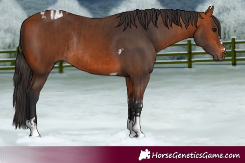 Horse Color:Bay Tobiano Rabicano  and Bay Tobiano Rabicano 