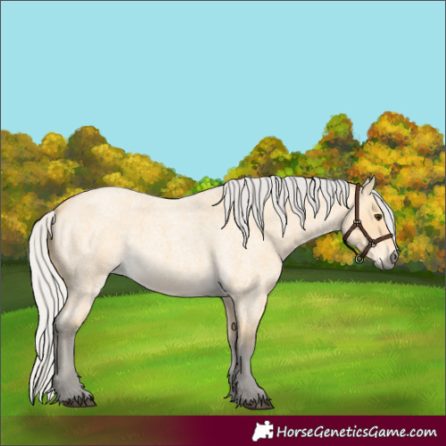 Horse Color:Silver Buckskin Roan