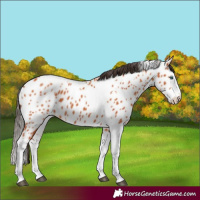 Horse Color:Bay Splash Tobiano Appaloosa  and Bay Splash Tobiano Appaloosa 