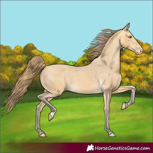 Horse Color:Amber Cream Champagne Appaloosa