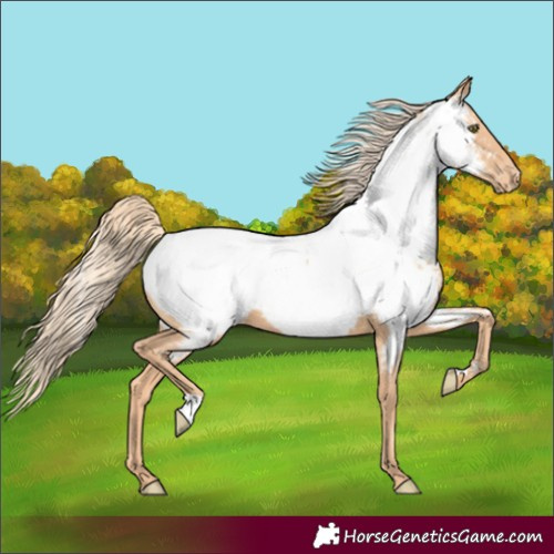 Horse Color:Gold Champagne Appaloosa 