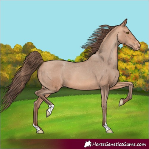 Horse Color:Amber Champagne Appaloosa 