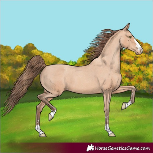 Horse Color:Amber Champagne Appaloosa