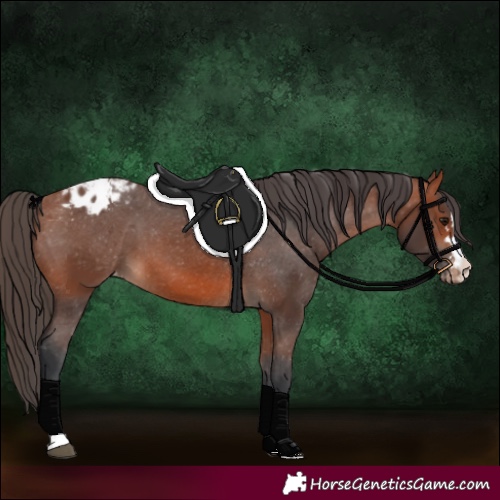 Horse Color:Unknown 