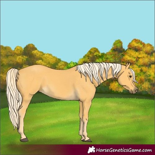 Horse Color:Palomino 