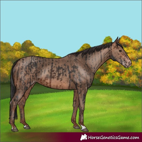 Horse Color:Brown Rabicano  and Sable Champagne Rabicano 