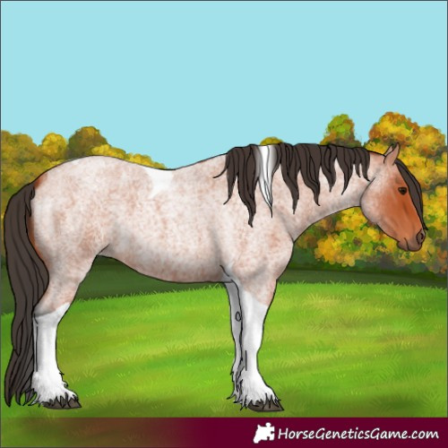 Horse Color:Unknown 