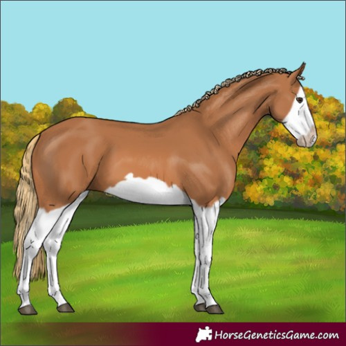 Horse Color:Chestnut Splash Frame