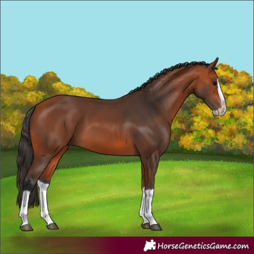 Horse Color:Bay Splash Frame 