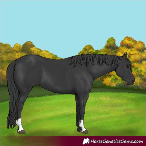 Horse Color:Black 
