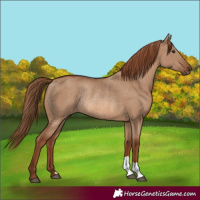 Horse Color:Red Dun Rabicano