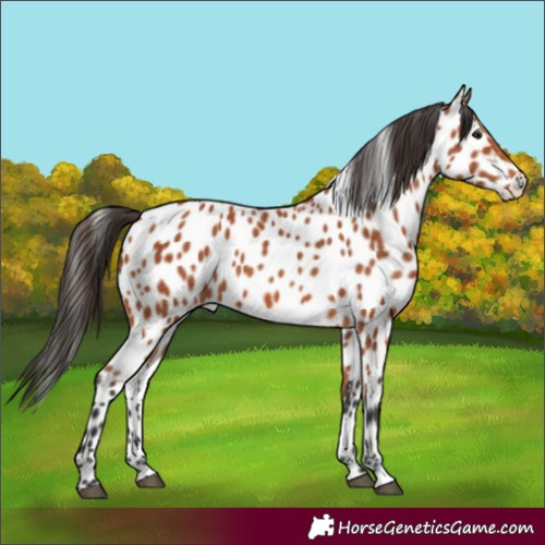 Horse Color:Bay Appaloosa