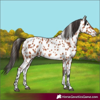Horse Color:Bay Appaloosa