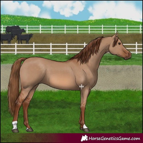 Horse Color:Red Dun