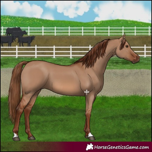 Horse Color:Red Dun 