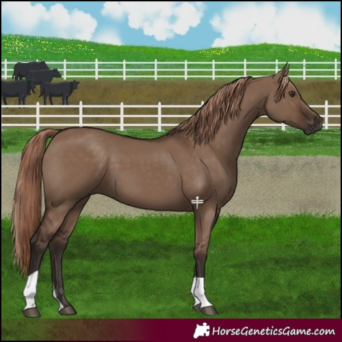 Horse Color:Liver Red Dun 