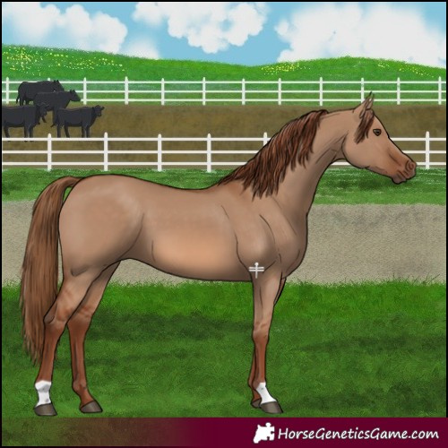 Horse Color:Red Dun