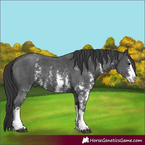 Horse Color:Unknown 