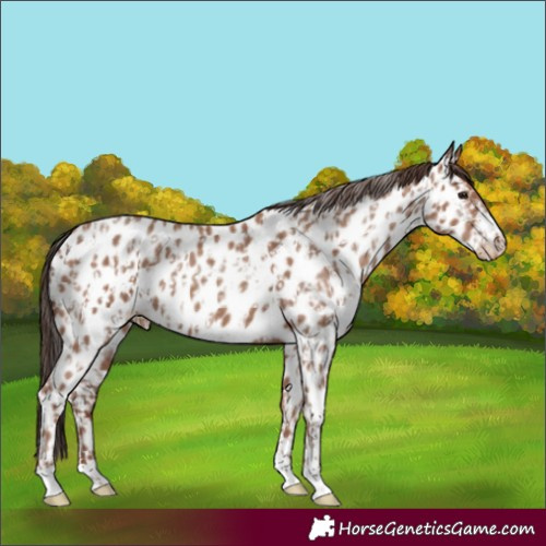 Horse Color:Classic Champagne Appaloosa and Classic Champagne Appaloosa