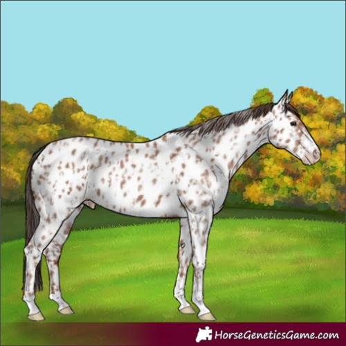 Horse Color:Classic Champagne Near Leopard and Classic Champagne Near Leopard