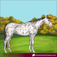 Horse Color:Classic Champagne Near Leopard  and Classic Champagne Near Leopard 