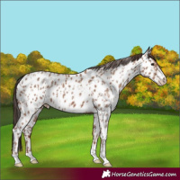 Horse Color:Classic Champagne Near Leopard  and Classic Champagne Near Leopard 