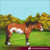 Horse Color:Bay Frame