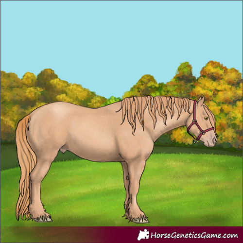 Horse Color:Gold Champagne 