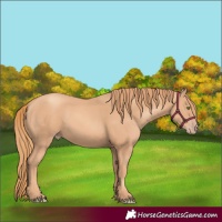 Horse Color:Gold Champagne