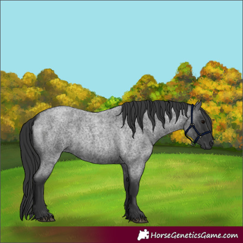 Horse Color:Blue Roan